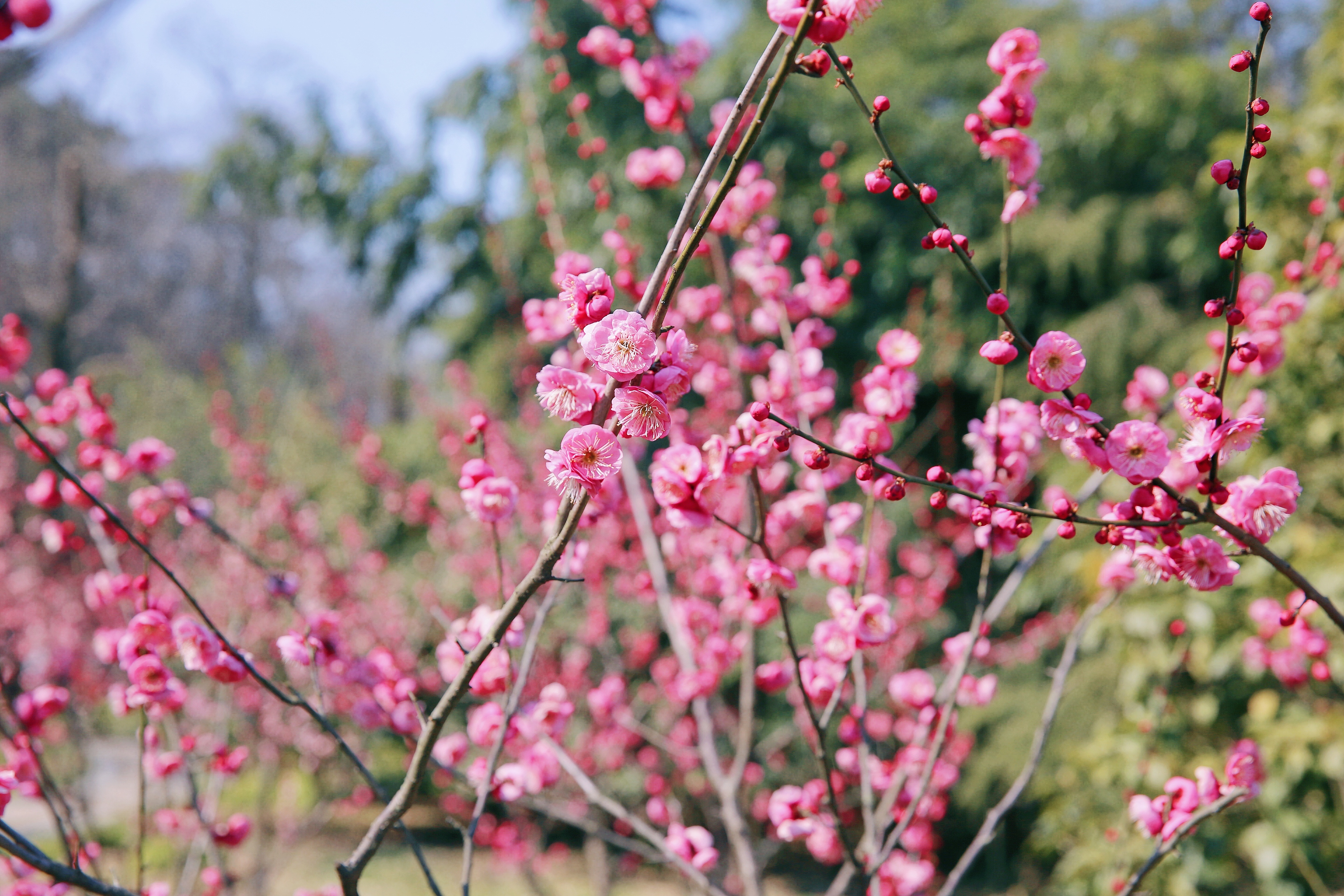 ���Ź��ʹ���-�����ɼ��Ƿ�,����Ʒ�Ƶ�ʵ��