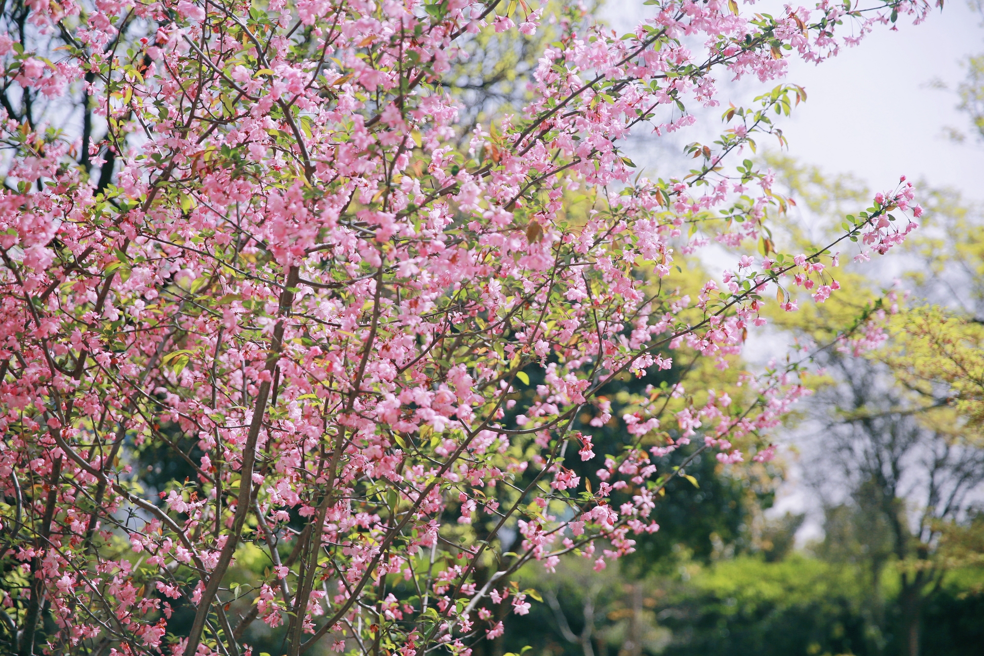 ���Ź��ʹ���-�����ɼ��Ƿ�,����Ʒ�Ƶ�ʵ��